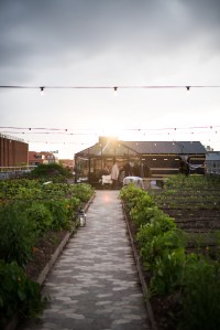 Stedsans Copenhagen Farm to Table Restaurant The Better Places