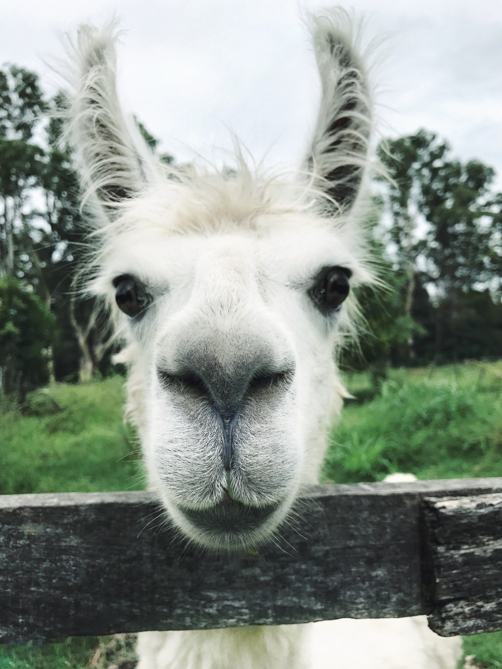 MEET OUR NEW FRIEND IN ARGENTINA: THIS IS LA LA&nbsp;LLAMA