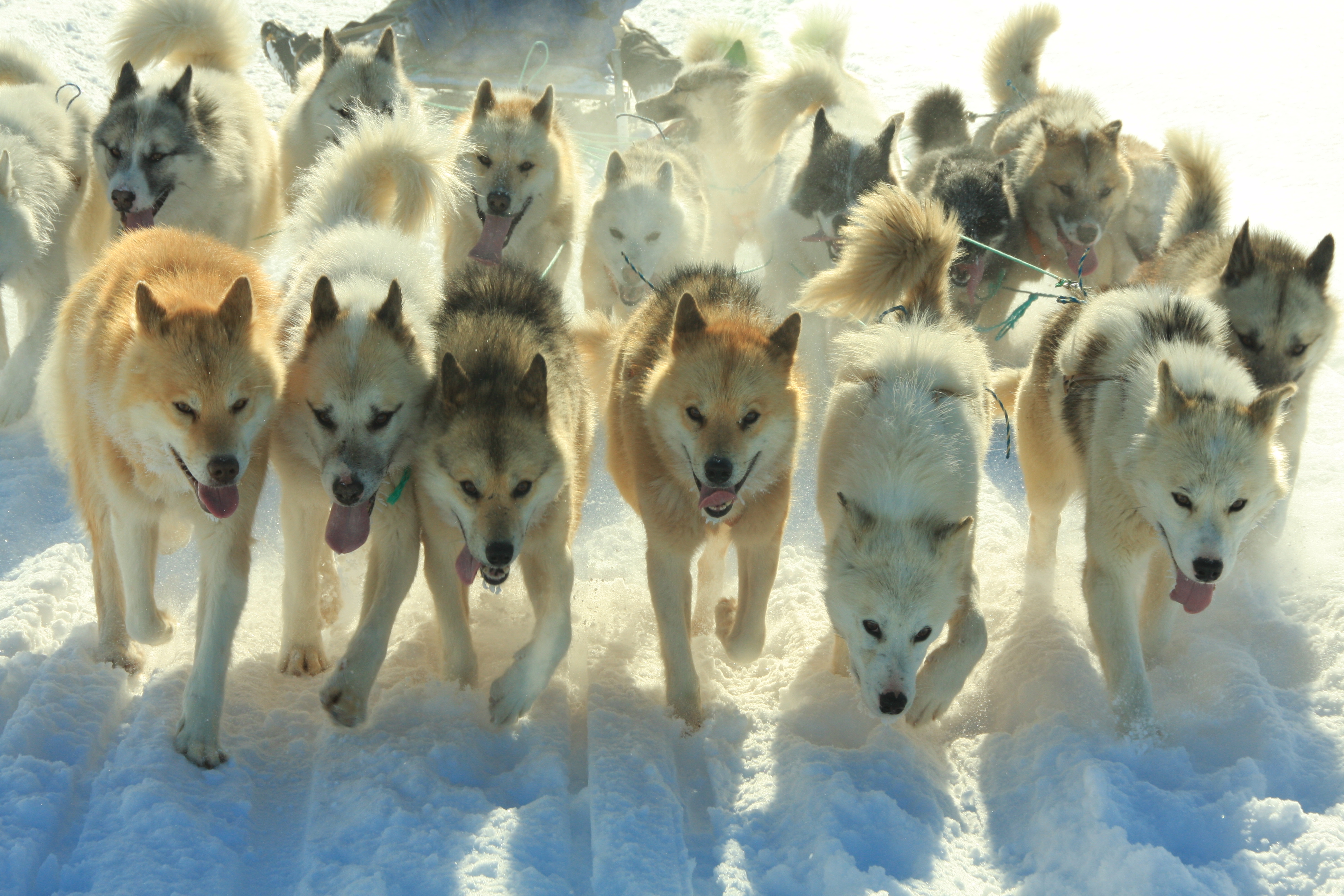 Grönland 4.2010 385.JPG