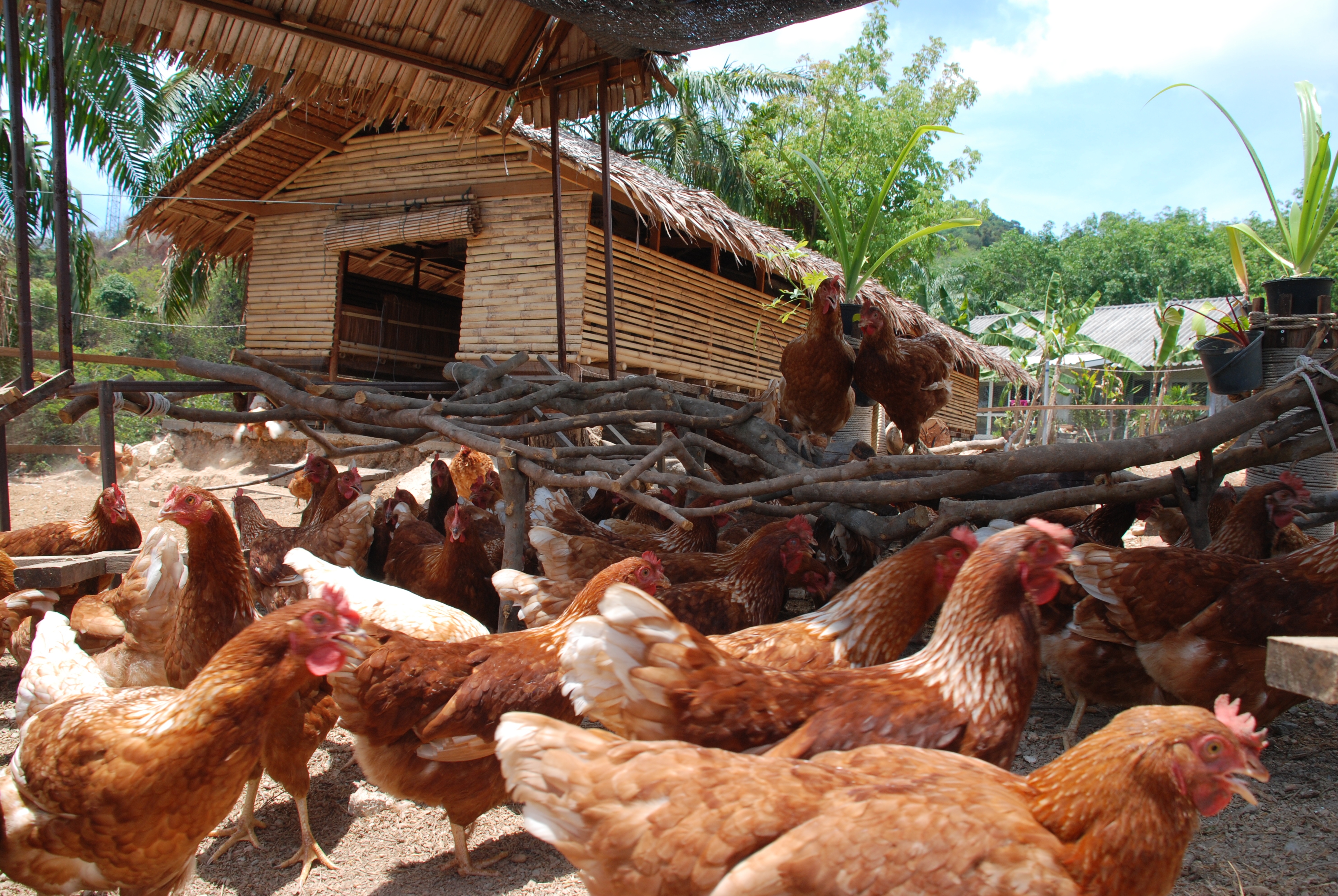 Organic_Free_Range_Chicken_Farm _hr.jpeg